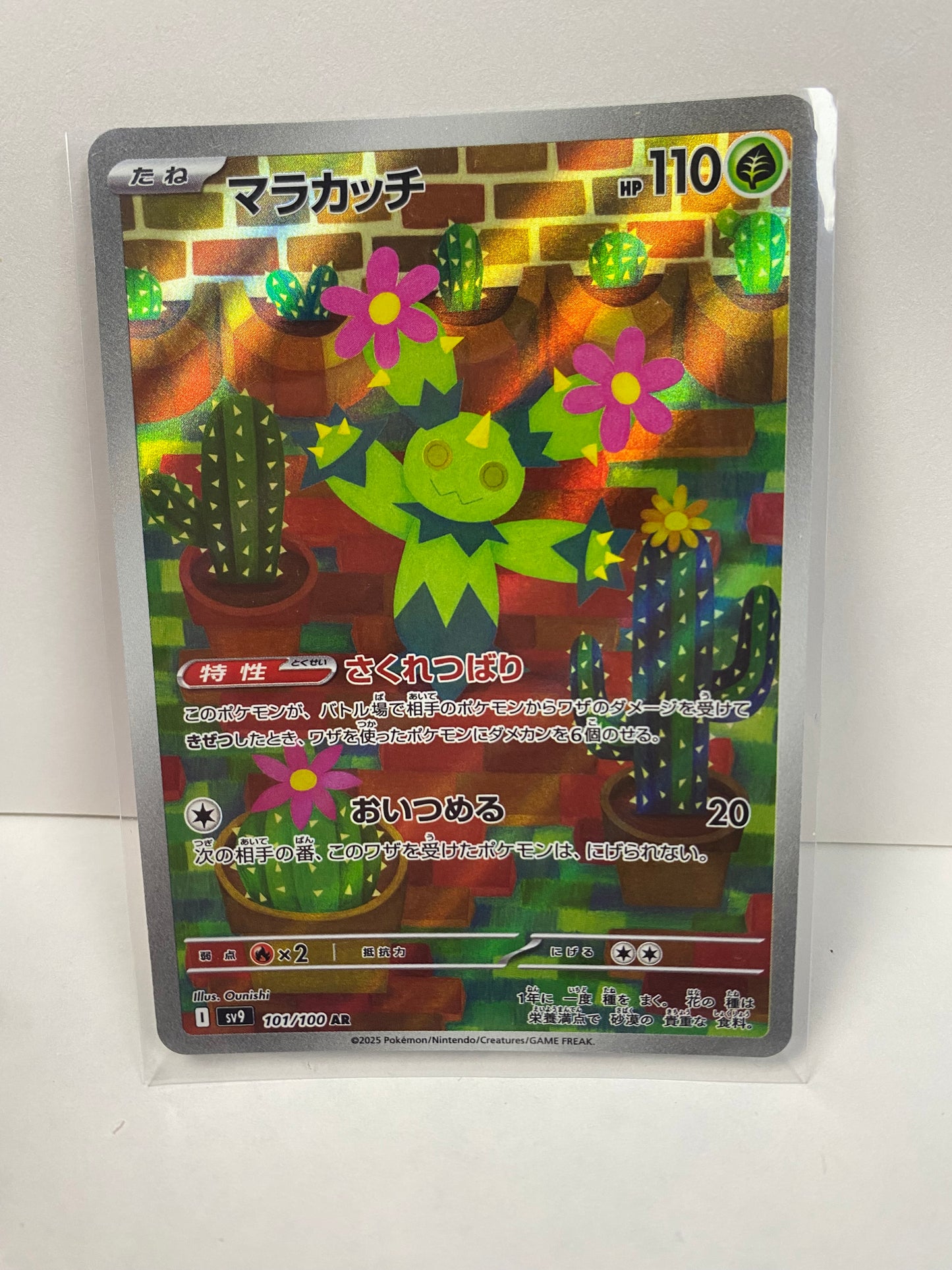 Japanese Maractus 101/100